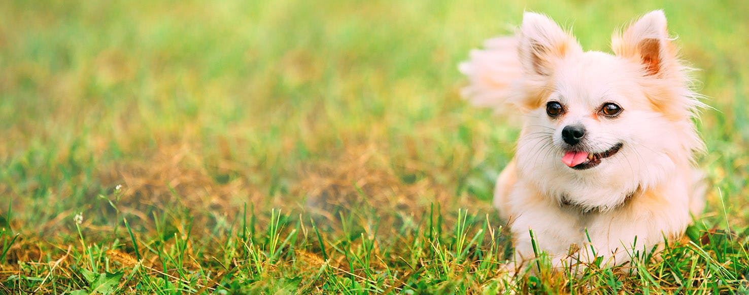 Dog Names Meaning Freedom Popular Male And Female Names Wag 